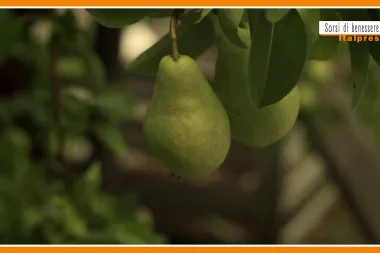 Sorsi di Benessere - Un gustoso frullato di pere