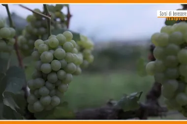 Sorsi di Benessere - Dall'uva un frullato salutare e goloso