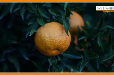 Sorsi di Benessere - Un pesto di agrumi facile da preparare