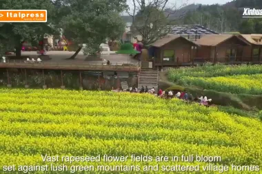 Cina, enormi distese di fiori attraggono i turisti nella provincia dell'Hunan