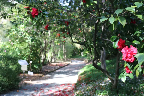 Villa Durazzo Pallavicini Camelieto 