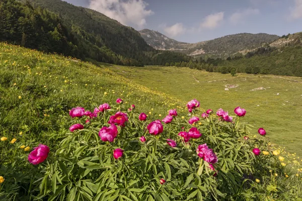 Monte Baldo fioritura - foto Luciano Gaudenzio