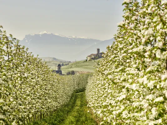 Val di Noin meleti in fiore attorno Castel Valer - foto Carlo Baroni