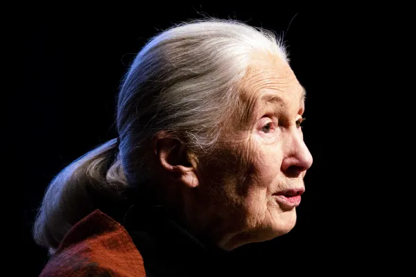 Jane Goodall - Ansa