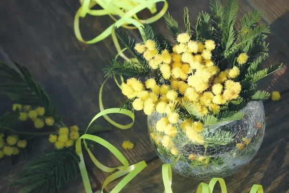 Foto mimosa di https://pixabay.com/ - Van3ssa_